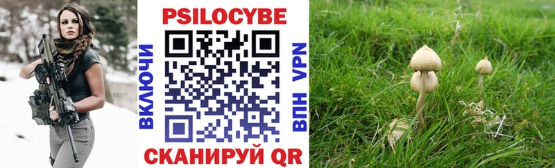 Галлюциногенные грибы Psilocybine cubensis  где купить наркотик  Нестеровская 